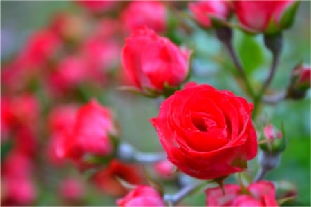 red - flowers, rose, red, beautiful