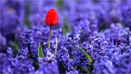 pretty in red - nature, flowers, rose, red