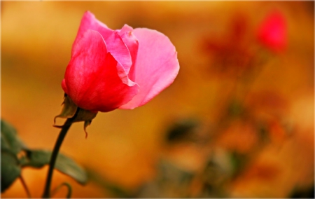 Rose nd me - nature, flores, flowers, rose