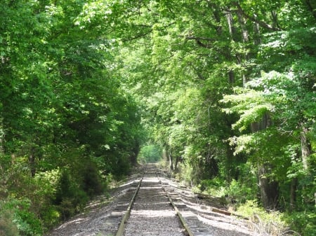 Down the Railway - tracks, trees, rail, railway, train tracks