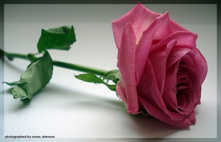 For You - flower, pink, nature, rose