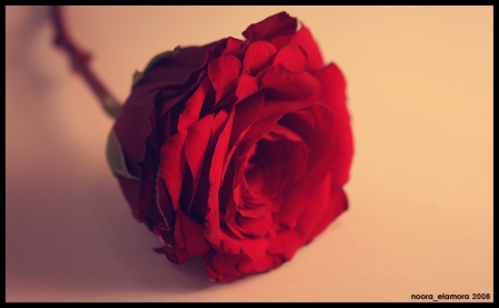 Red Rose - red, flower, nature, rose