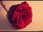 Red Rose