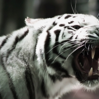 White Tiger