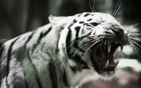 White Tiger - black, white, animal, tiger