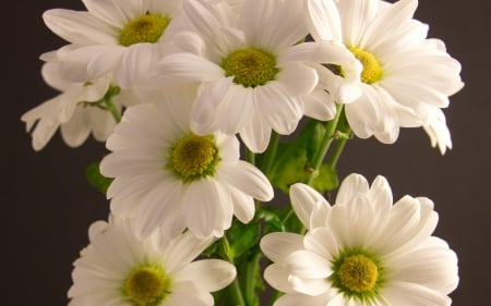 ~ ✿ ~ - flowers, white, image, expression, color, new, wallpaper