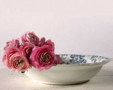 ranunculus on a plate - flowers, plate, szill life, ranunculus