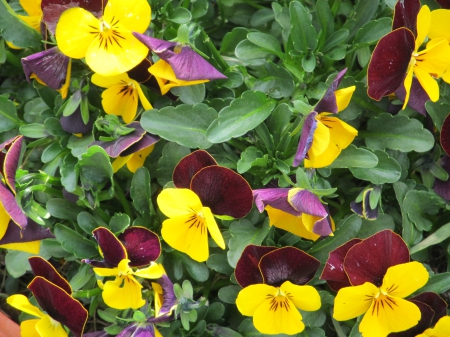 Deep Crimson & Bright Yellow - Flowers, Blooms, Plants, Flora, Petals