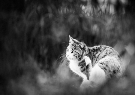 Cat - sleepy, cute, beautiful, cat, sleeping, kitty, cats, hat, cat face, paws, face, animals, pretty, beauty, sweet, kitten, lovely