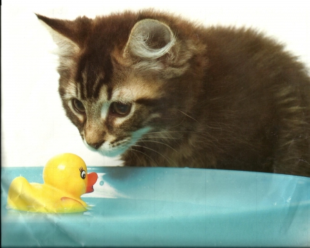 Kitten with a rubber duck