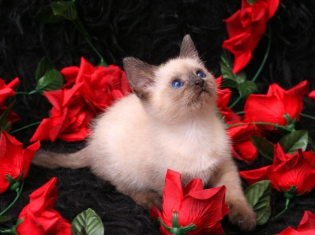 Kitten with some roses - roses, kitten, Blue eyes, cute, paws, siamese