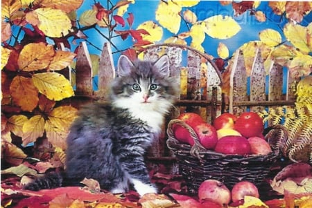 kitten with some apples - basket, apples, kitten, cute, paws