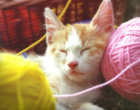 Cat with yarn - yellow, cute, paws, sleeping, pink, yarn, cat