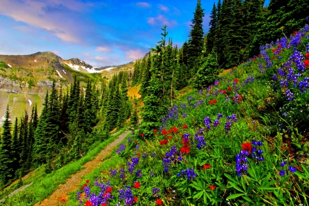 MOUNTAIN GLORY - fir free, trees, trail, mountain, wilderness pasayten, grass, usa