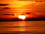 swans at sea under wonderful sunset