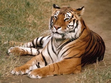 taking it easy  after a hard days work - handsome, gorgeous, tiger, beautiful