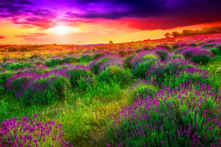 Colorful field sunset - nice, sky, dazzling, colorful, sunset, field, meadow, amazing, pretty, grass, rays, sunlight, summer, lovely, nature, beautiful, flowers, colors