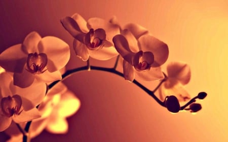 SUNSHINE ON A BRANCH - branches, sunshine, lovely, nature, abstract, digital art, beautiful, lighting, orange, tree, flowers, chinese