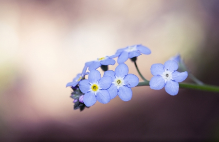 Forever Blue - flowers, flower, blue, forever