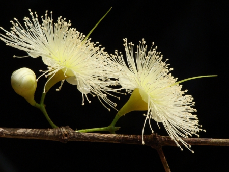 MACRO OF YELLOW - trees, branches, yellow, beautiful, buds, lovely, flowers, close ups, nature, large flowers, marco