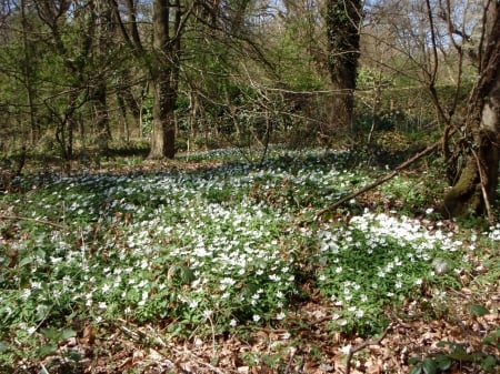 Wood Anemone - white, anemone, spring, warm