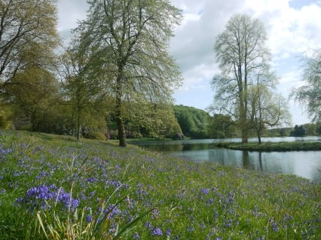 Bluebells by the Lake - Bluebells, Stourhead, Lake, Spring