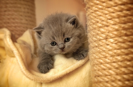 Fluffy kitty - brown, beautiful, sweet, cat, fluffy, animal, kitten, cute, adorable, kitty