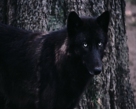 blackie - wolves, white, lone wolf, timber, lobo, wild animal black, majestic, wallpaper, quotes, nature, wolf, snow, canine, arctic, solitude, howling, howl, wolf pack, wolf wallpaper, wisdom beautiful, black, grey wolf, pack, spirit, grey, dog, mythical, canis lupus, winter, abstract, wolfrunning, friendship, the pack