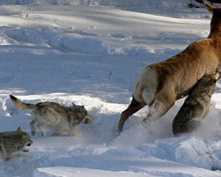 The Hunt - wolfrunning, snow, dog, mythical, the pack, wisdom beautiful, grey wolf, timber, canis lupus, abstract, spirit, friendship, howling, grey, white, nature, arctic, wallpaper, majestic, wolf, canine, pack, wild animal black, wolf wallpaper, winter, wolf pack, quotes, howl, wolves, black, lobo, lone wolf, solitude