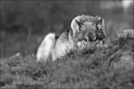 To Tired - wolfrunning, snow, dog, mythical, the pack, wisdom beautiful, grey wolf, timber, canis lupus, abstract, spirit, friendship, howling, grey, white, nature, arctic, wallpaper, majestic, wolf, canine, pack, wild animal black, wolf wallpaper, winter, wolf pack, quotes, howl, wolves, black, lobo, lone wolf, solitude