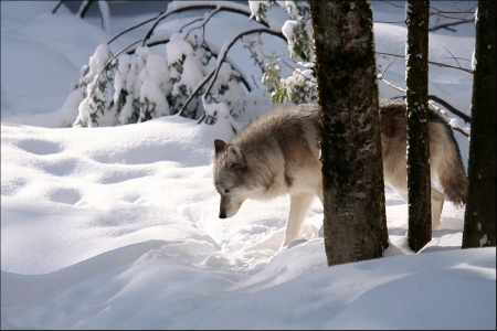 Tracker - wolfrunning, snow, dog, mythical, the pack, wisdom beautiful, grey wolf, timber, canis lupus, abstract, spirit, friendship, howling, grey, white, nature, arctic, wallpaper, majestic, wolf, canine, pack, wild animal black, wolf wallpaper, winter, wolf pack, quotes, howl, wolves, black, lobo, lone wolf, solitude