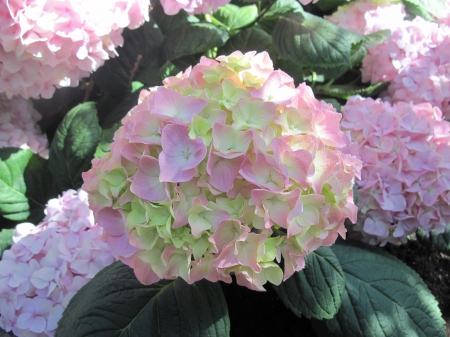 Earth laughs in Flowers 32 - pink, photography, green, hydrangea, flowers, garden