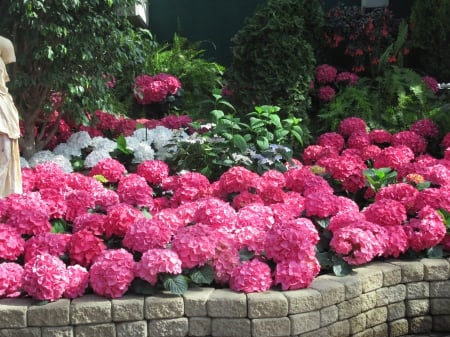 Earth laughs in Flowers 37 - red, photography, green, flowers, hydrangeas, garden