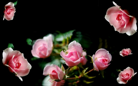 Pink Roses Desktop - beauty, art, abstract, desktop