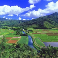 river through fields in an hawaiian valley