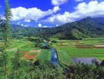 river through fields in an hawaiian valley