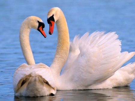 Mute swan pair