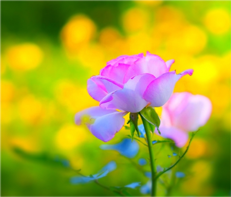 rosa y hermosa - flowers, nature, flores, hermosa