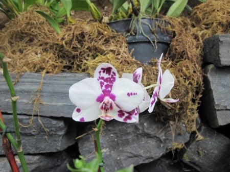 Earth laughs in Flowers 48 Orchids - white, orchids, purple, photography, green, flowers, garden