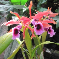 Purple Orchids at the garden