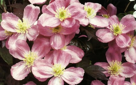 Clematis - wide screen, flower, beauty, photo, clematis, love, romance, photography, floral