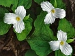 Trillium 1