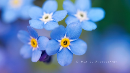 forget me not wallpaper - flowers, me, nature, forget, not