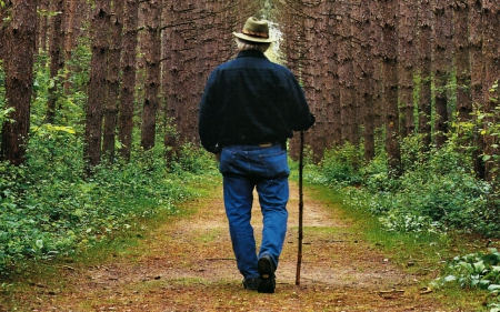 Into the Forest 1 - path, trees, hiking, photography, forest, photo, wide screen