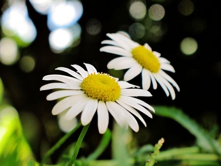 Twin Sisters - white, flowers, nature, twins, daisy