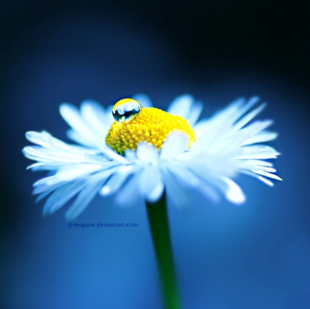 Hope - white, flower, nature, hope