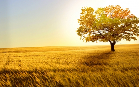 Tree - nature, sky, tree, grass