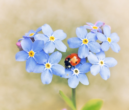 small but beautiful - flowers, lady bug, nature, beautiful