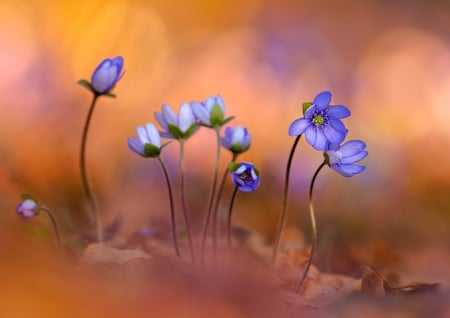 this bunch - nature, fields, flowers, magical