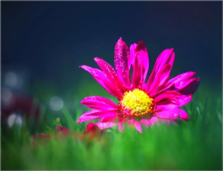 not so alone - flores, daisy, flowers, beautiful